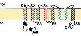 I M mutáns csatorna I M Deletion mutant Δ6-46 +ball peptide 0 20 40 60 80 Time (ms) 0 50 100 µm Kapuzás IV.