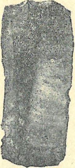 Spätmittelaurig= nácién. Nat. Gr. 22. ábra. - Abb. 22. Hasított, lapos penge.