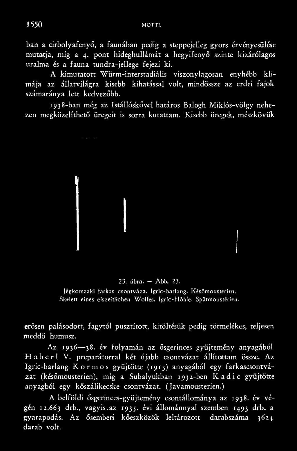 ábra. Abb. 23. Jégkorszaki farkas csontváza. Igric*barlang. Későmousterien. Skelett eines eiszeitlichen Wolfes. Igric-Höhle. Spátmoustéríen.