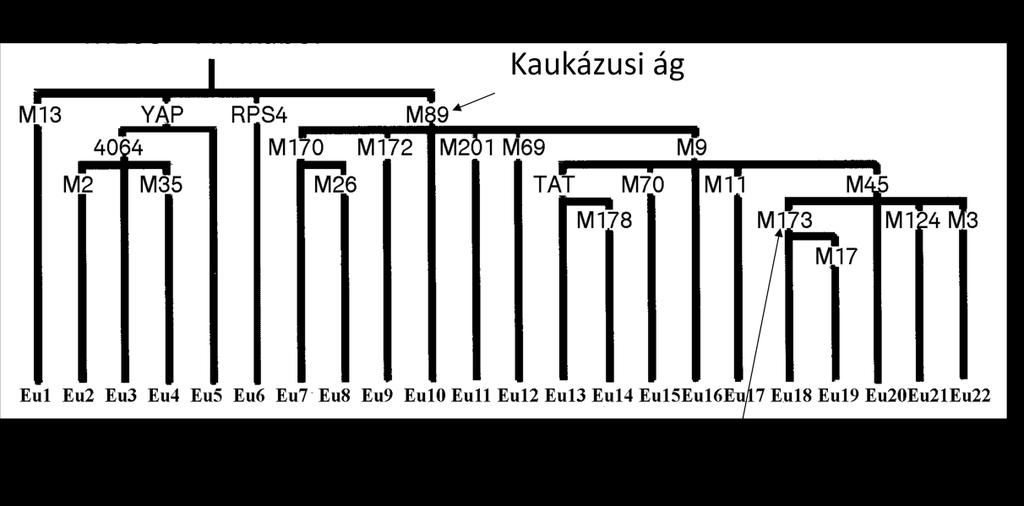 mányában a legkésőbben idejött ázsiai, közép-ázsiai állomány részesedése 18%- nál kevesebb (9. és 11. ábra). 9. ábra. Az Y-kromoszóma mutációk európai-rendszere. 140 M173 - az ősi aurignaciak utódai.