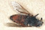 ábra alsó felén láthatók. Ez esetben is az eltalált bögölyök (Tabanus bovinus, T. tergestinus, T.