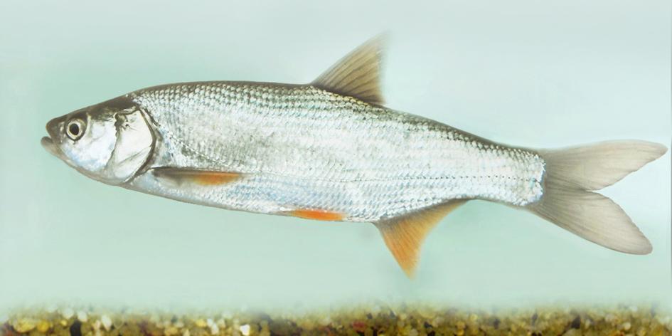 szeme közepes nagyságú, szemgyűrűje nem színes. Szája csúcsba nyíló, szájszöglete nem éri el a szem elejének vonalát. Pikkelyei aprók, számuk az oldalvonal mentén 55-60.