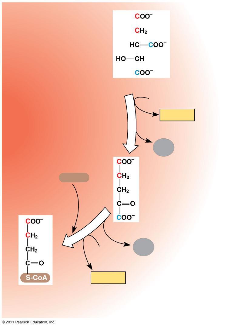 Citromsav ciklus 2. 3. Az -OH csoport =O csoporttá oxidálódik (NADH képződik megint!). Oxálborotyánkősav keletkezik, amiről azonnal leszakad a CO 2. A végtermék alfa-ketoglutársav.