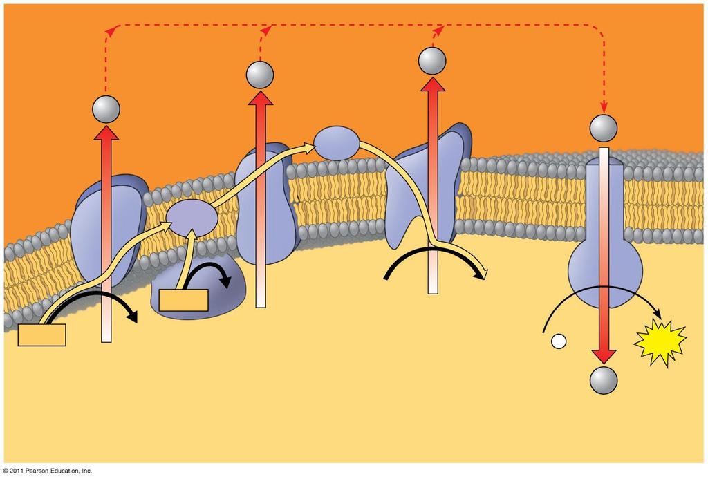 Oxidatív foszforiláció H Koenzim-Q (ubikinon) H Citokrom-c Cit c H H I Q III IV II FADH 2 FAD 2 H + 1 / 2 O 2 H 2 O ATP szintáz NADH