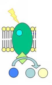 Ferredoxin -NADP reduktáz ferredoxin