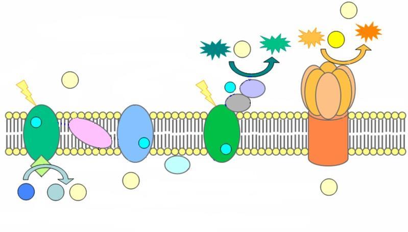 A fotoszinetikus apparátus Kloroplasztisz sztóma H+ NADP- H+ NADPH ADP Pi ATP fény H+ plasztokinon Citokróm b 6 f fény e- Fd FNR Ferredoxin -NADP reduktáz ferredoxin ATP szintáz e- PSII OEC PQ b 6 f