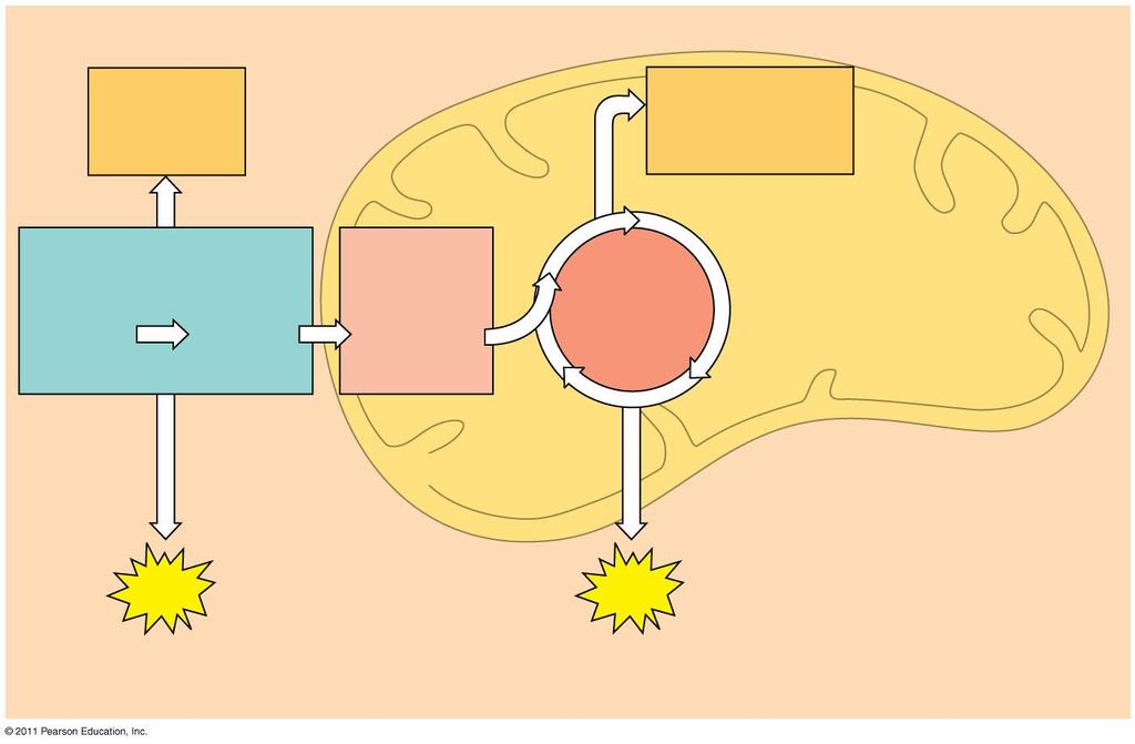 Piruvát oxidáció AcetilKoA Citromsav ciklus Oxidatív