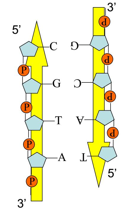 Chargaff szabályok 1. T+C (pirimidinek) = A+G (purinok) 2. A = T és G = C 3.