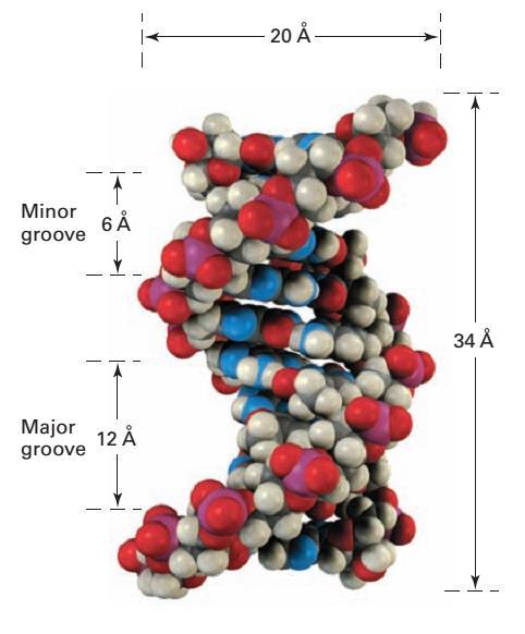 A DNS jobbmenetes kettős hélix téralkatú, körülbelül 10 nukleotidpárral hélix menetenként.