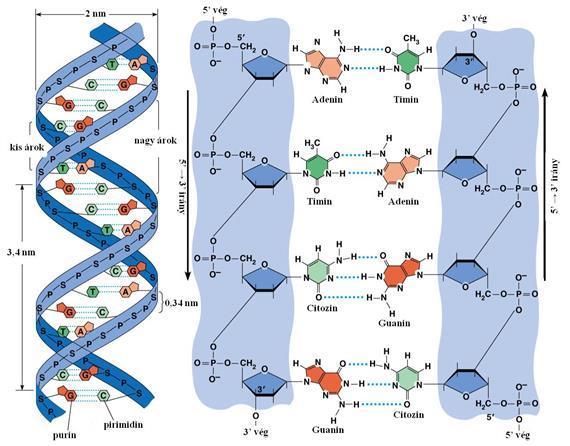 A DNS-t alkotó két polinukleotid lánc kettős helixet alkotva egymás mellé csavarodik.