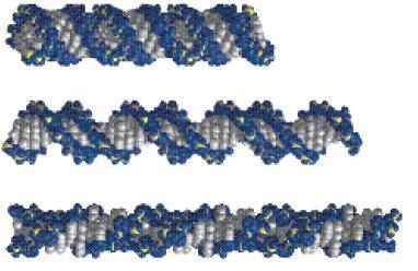 A DNS szerkezet változatai B-forma (balra) A B forma jobban hidratált, kevéssé kompakt,