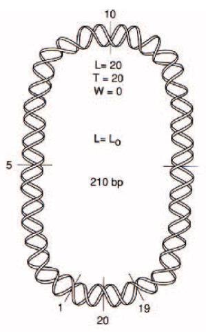 DNS szuperszerkezetek Schematic illustration of