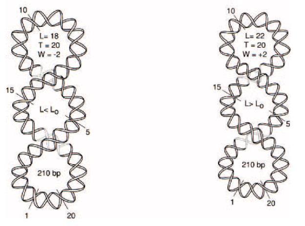 and then in a negative supercoiled conformation