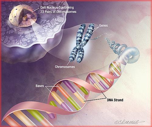 A DNS harmadlagos szerkezete A DNS-molekula óriási méretű, a legkisebbek 5000 bázispárból (5 kb; kilobázis) állnak és 1700 nm hosszúak.