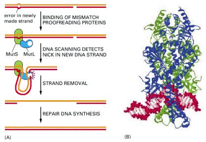 Mismatch repair MMR DNS replikáció során bekövetkezett mutációk (1 hiba / 10 7 nukleotidra).