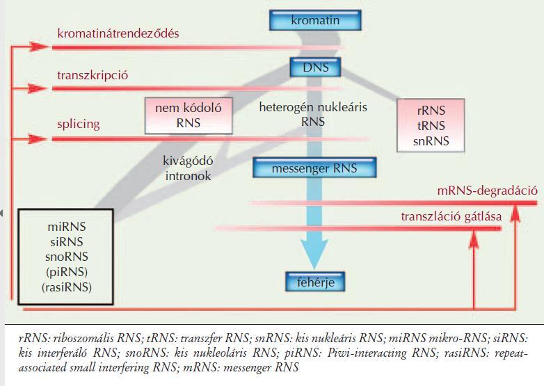 Az RNS-családok hagyományos felosztása szerint megkülönböztetünk trns-eket, amelyek a transzlációban kulcsszerepet töltenek be transzfermolekulaként, mrns-eket, amelyek a genetikai információt