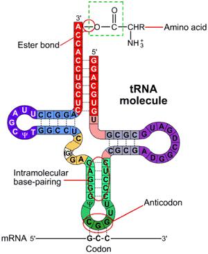 A szállító (transzfer) RNS (trns) A trns a legkisebb RNS-molekula: általában 75-80 nukleotid egységből épül fel, így tömege is a legkisebb.