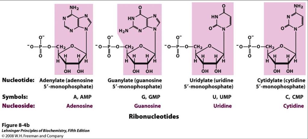 A nukleinsavakat felépítő bázisok szerkezete Bázisként pirimidin- és purinvázas vegyületek izolálhatók, mégpedig az előbbiek uracil, timin vagy citozin lehetnek, az utóbbiak adenin