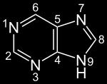 6-amino-purin guanin