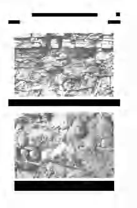 HAAS J.: A Kösseni-medence" a Dunántúli-középhegységben 51 Plate III III.