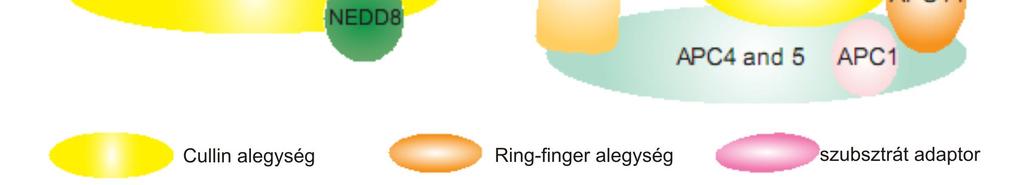 Szerkezetüket tekintve mindkét E3 aktív centrumának felépítésében részt vesz egy RING finger domént hordozó fehérje.