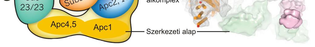 Hasonló eredményeket kaptak a sarjadzó élesztő APC/C alegységek topológiájának genetikai és biokémiai módszerekkel végzett vizsgálatával is.