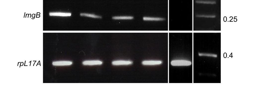 Felső két sor: A lmg gén különböző ORF-jeire specifikus primerekkel kapott PCR termékek. Bemérési kontrollként a riboszómális fehérjét kódoló rpl17a génre specifikus primereket használtunk. 3.