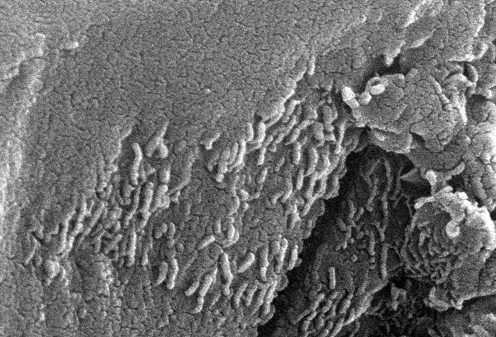 Marsi meteoritok Pásztázó elektronmikroszkópos felvétel, ALH84001