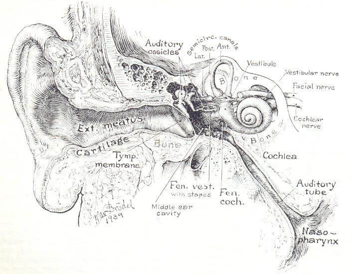 FÜL / AURIS [L] / OTOS [G], OUS [G] ORGANUM STATO-ACUSTICUM auris externa auris media auris interna - otitis, otoscop - audiologia AURIS INTERNA audire [L] acoustic [G] }