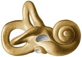 crus cecum vestibulare fenestra cochleae crus membranaceum US UL RIC UT ampulla