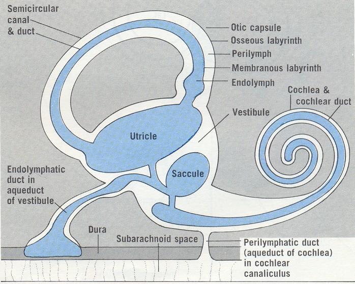 canalis caroticus canaliculus cochleae ductus