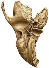 aqueductus vestibuli (apertura externa aqueductus