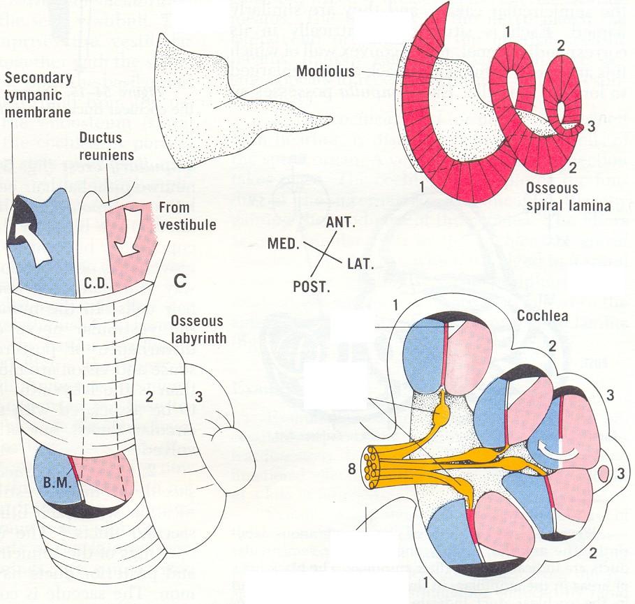 canales longitudinales modioli (n.