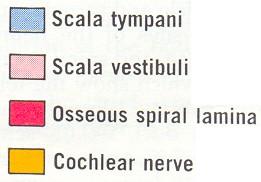 scala tympani ductus cochlearis ggl.