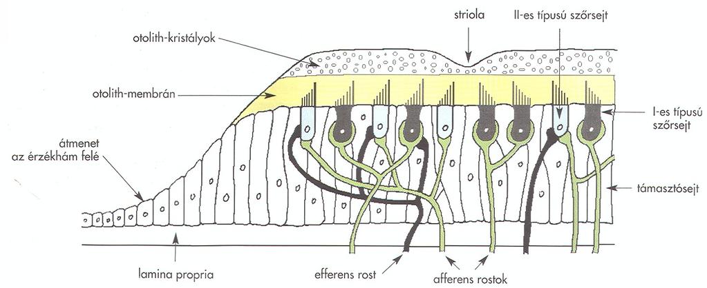 Macula utriculi szöveti szerkezete OTOCONIA / otolith kristályok stereo kino kino: depolarizatio / AKTÍVÁLÁS stereo: