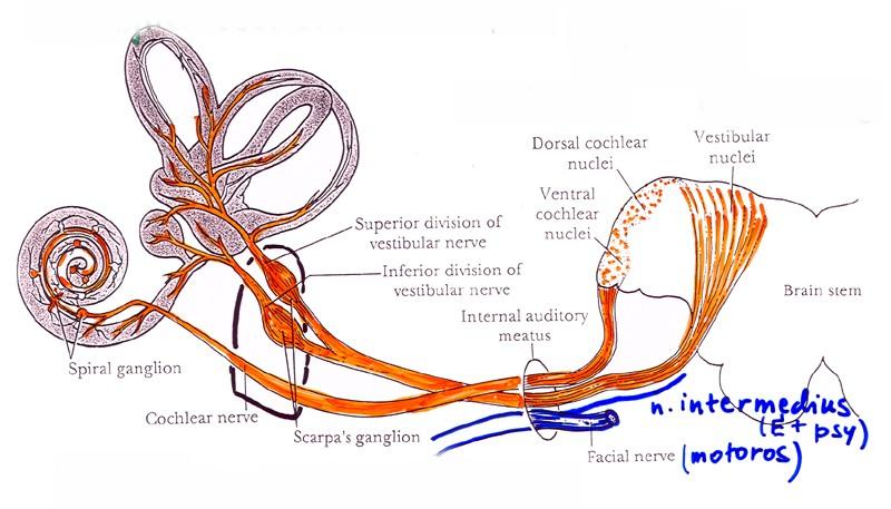 vestibulare Scarpae