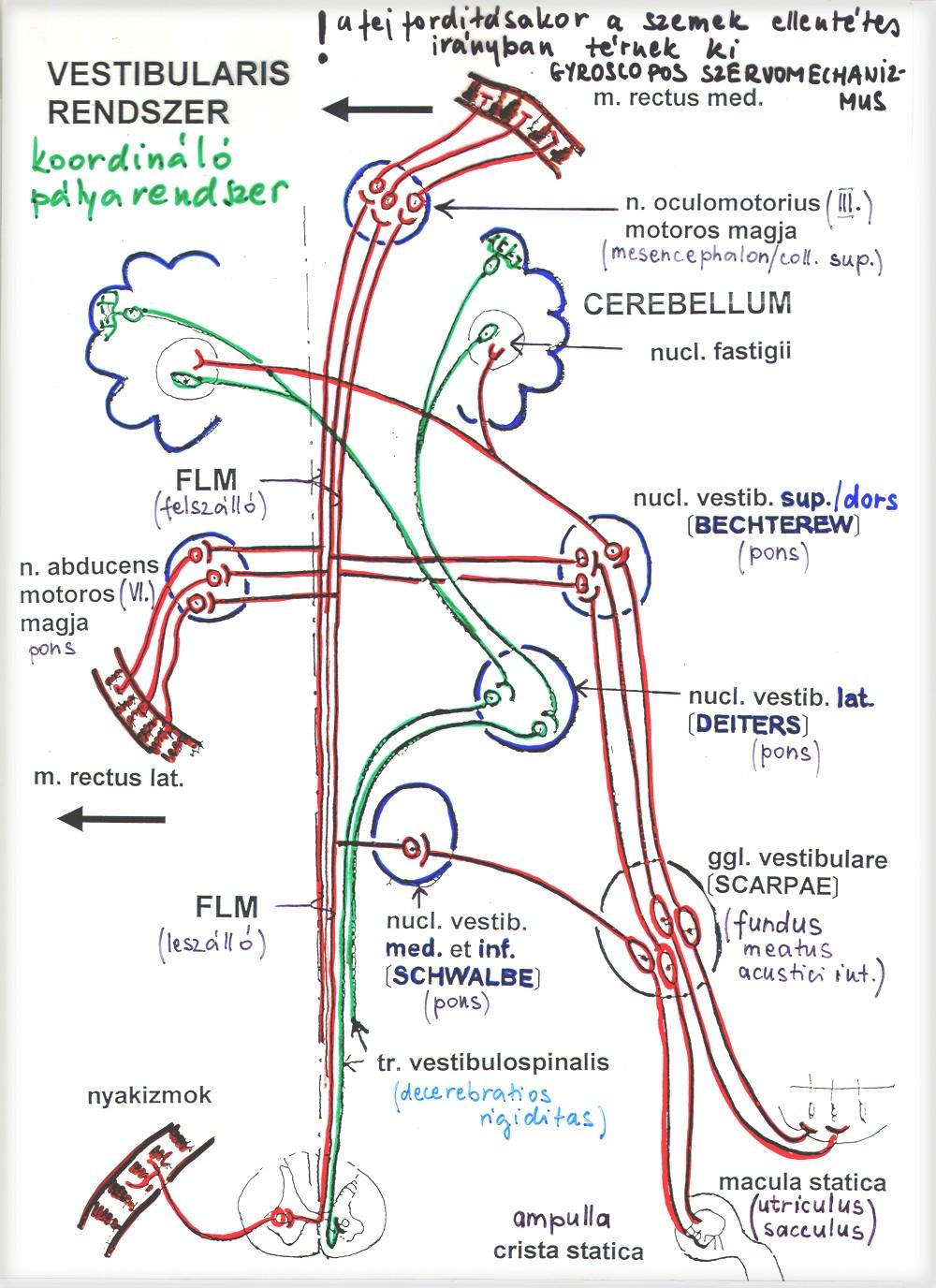 Vestibulo-ocularis reflex Valamely objektum nézése során a fej nem marad mozdulatlan, állandóan kis amplitudojú mozgásokat végez.