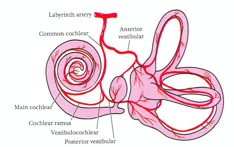 Hártyás labyrinthus vérellátása a. basilaris a.