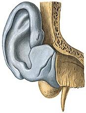 Rugalmas rostos porc képezi a vázát AURICULA / concha auriculare lateralis-oldalsó felszín medialis-hátsó felszín m.