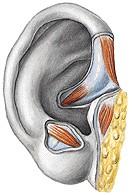 tragus m. transversus auriculae antitragus cauda helicis m.