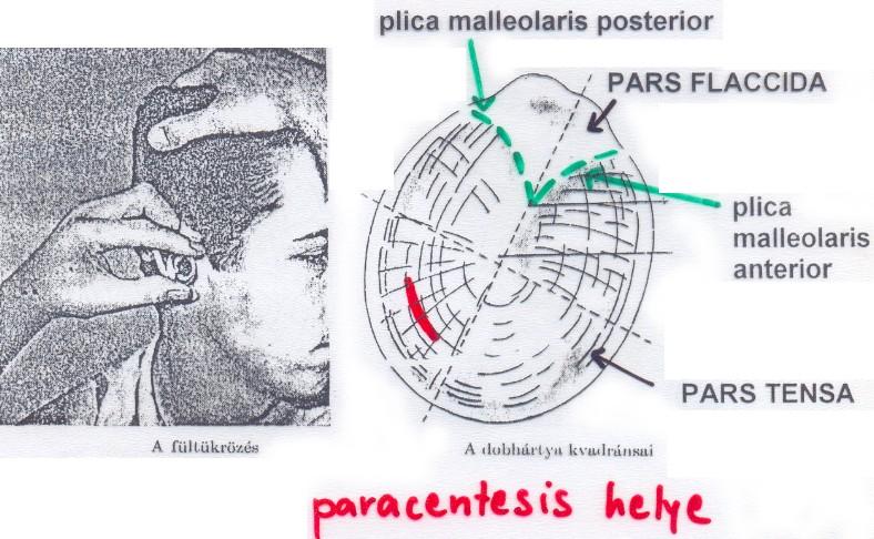 AURIS EXTERNA cartilagineus osseus meatus acusticus externus Falában: glandulae