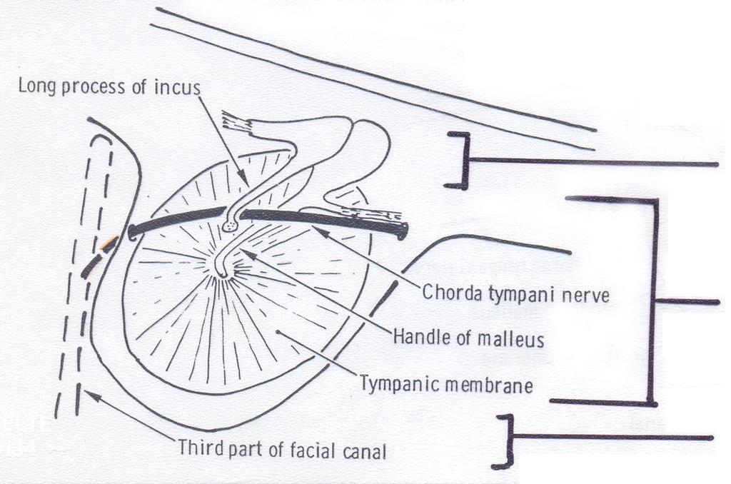 PARIES LABYRINTHICUS (BAL) Plexus tympanicus - psy