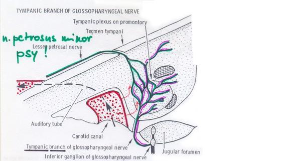 - sy plexus caroticus canaliculi caroticotympanici