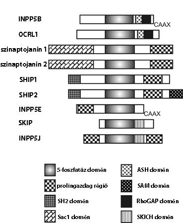 2. ábra A foszfoinozitid-5-foszfatázok doménszerkezete sematikusan ábrázolva A foszfoinozitid-5-foszfatázok a katalitikus domén mellett számos egyéb strukturális elemet tartalmaznak, melyek a sejten