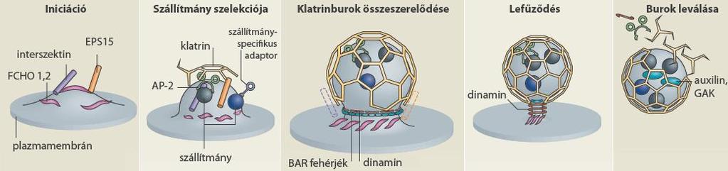 6. ábra A klatrinmediált endocitózis (CME) szakaszainak sematikus rajza A CME egy membrángörbület képzésével indul (iniciáció), melyet a szállítandó molekulák összegyűjtése követ különböző