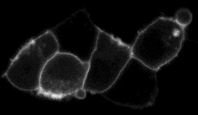 PM-FRB-mRFP-T2A PLC 1 PH-Venus kontroll rapamicin 26.