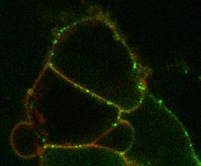 PM-FRB-mRFP-T2A Alexa 488-Ang II együtt kontroll rapamicin 28.