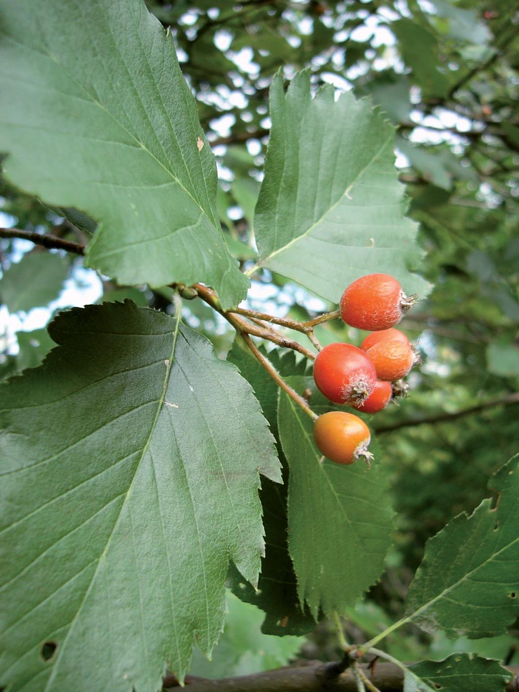 TAXONOMICAL REVISION OF SORBUS PSEUDOSEMIINCISA 169 For S.