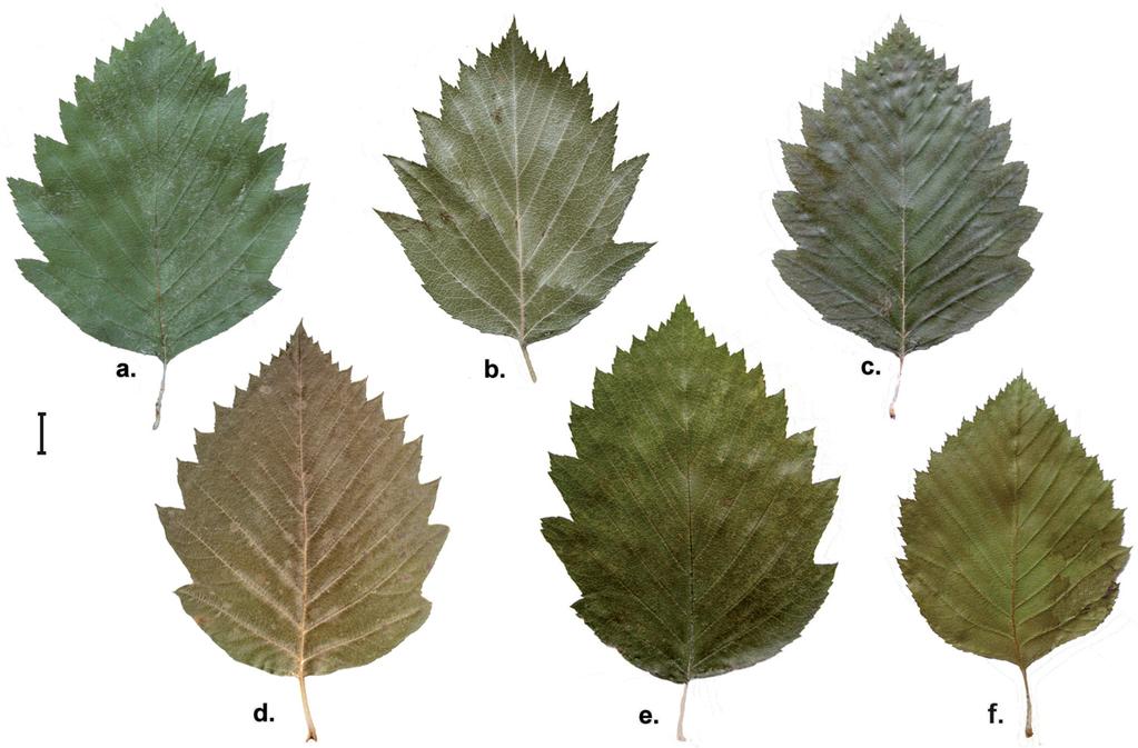 170 NÉMETH, CS. Origin By virtue of morphological features Sorbus pyricarpa has unambigously arisen from an interspecific cross event between the diploid sexual S.