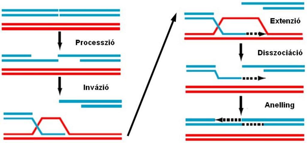 3. ábra: A homológ rekombináció folyamata: A DNS visszaemésztése után az egyesszál Rad51 segítségével bekötődik a homológ régióba, majd a szál meghosszabbodik, végül Rad54 segítségével leválik a